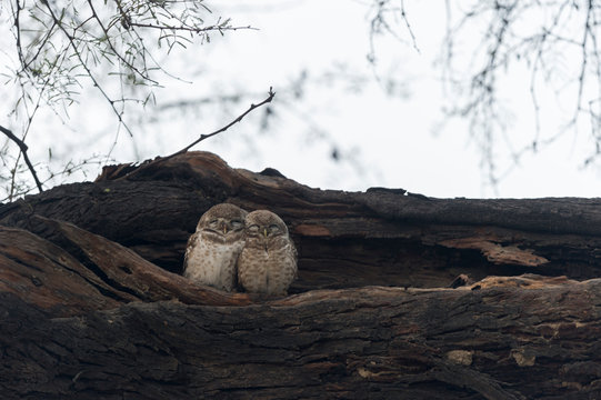 Spotted Owlet Pair Seen At Bharatpur,Rajasthan,India