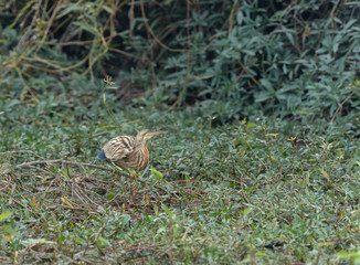 rare and elusive Yellow  Bittern  seen at Bharatpur,Rajasthan,India