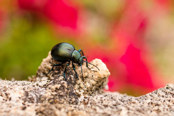 bug on a rock