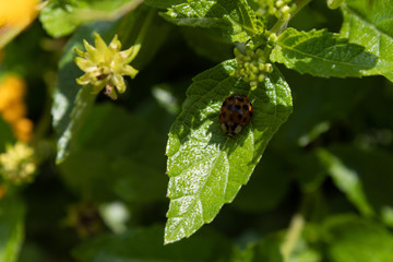 ladybug leaf
