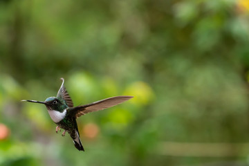 Colibri dans une jungle