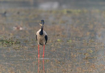 Black Necked Stork with Fish Kill seen at Bharatpur,Rajasthan,India