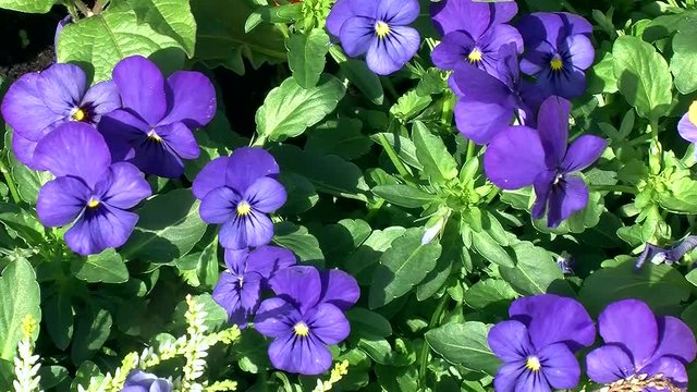 Blaue Stiefm&uuml;tterchen zittern im Wind