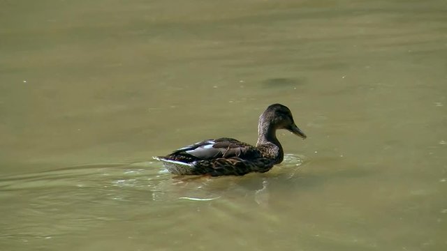 Eine Stockente "paddelt" im Flu&szlig;