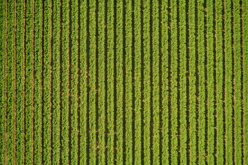 Aerial photography with drone. Grape plantation top view, Italy.