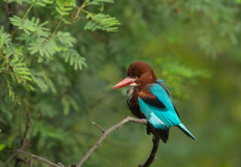 White-brested Kingfisher seen at Bharatpur,Rajasthan,India