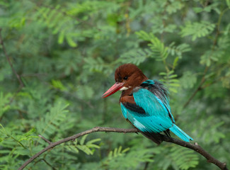 White-brested Kingfisher seen at Bharatpur,Rajasthan,India