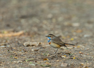 Bluethroat Bird seen at Bharatpur,Rajasthan,India