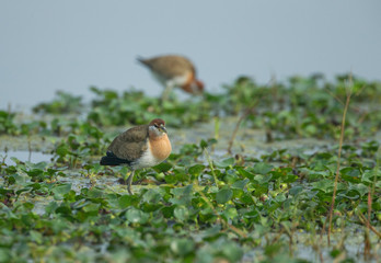 Pheasant-tail Jakana  at Bharatpur,Rajasthan,India
