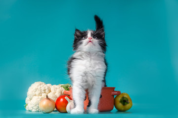 cooking black and white fluffy kitten next to an orange bowl and vegetables