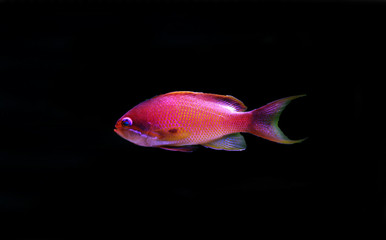 Obraz premium Lyretail Male Anthias - (Pseudanthias squamipinnis) 