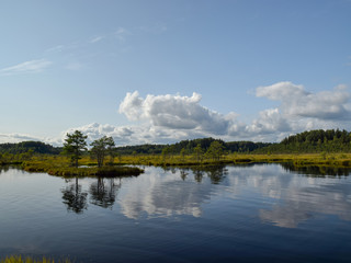 Fototapeta na wymiar beautiful swamp lakes, swamp moss and grass, small swamp pines, beautiful cloud reflections in the water