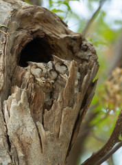 Collared Scopes Owl in Tree Truck  at Bharatpur,Rajasthan,India