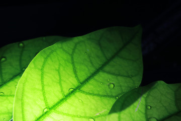 Closeup of portion of green netted veins leaf with light.