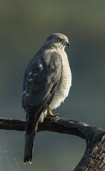 Shikra in early morning light  at Bharatpur,Rajasthan,India