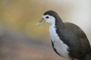 White-breasted Waterhen seen at Bharatpur,Rajasthan,India
