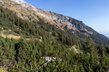 Obraz premium Landscape of Banderitsa River Valley, Pirin Mountain