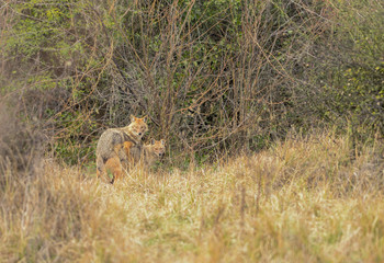 Elusive Indian jackal Mating  seen at Bharatpur,Rajasthan,India