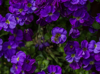 Fototapeta premium Syrphus...