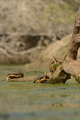Fresh water turtles basking on tree log in Bharatpur,Rajasthna,India