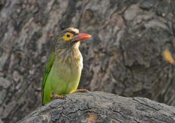 Lineated barbet seen at Bharatpur,Rajasthan,India