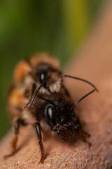 Red Mason bees mating