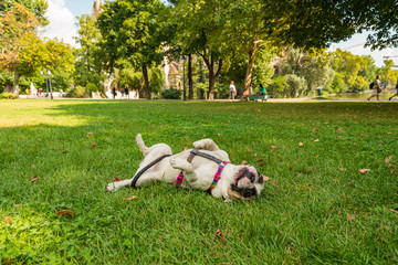 Obraz na płótnie Canvas a bulldog playing in a park 