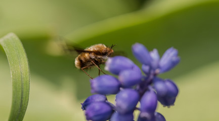 Dark-bordered Bee Fly (Bombylius major)