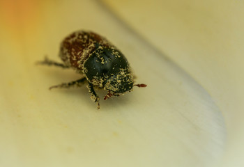 Aphodius species.....