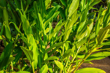 Ginger plant growing in a garden