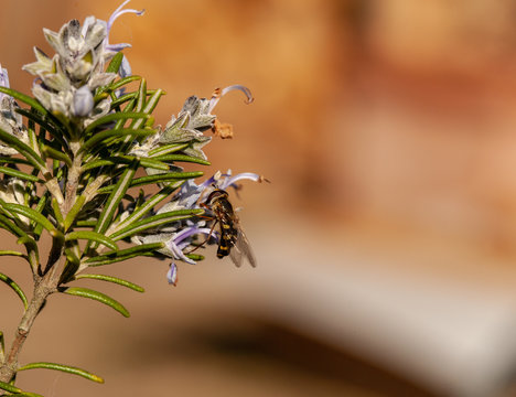 Eupeodes species hoverfly - female