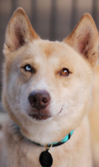 Fototapeta premium Husky Flip Flop Eyes