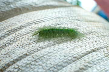 A single common Baron caterpillar hatches from underneath a leaf, as this is the specialized area where a female Baron lays its egg.