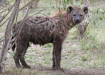 Fototapeta premium Muddy hyena
