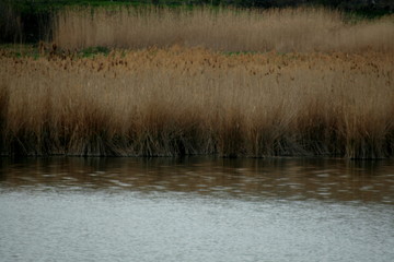 осенний водоём.