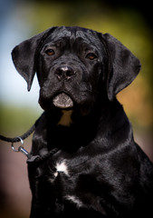 puppy on the grass in autumn, breed Cane Corso