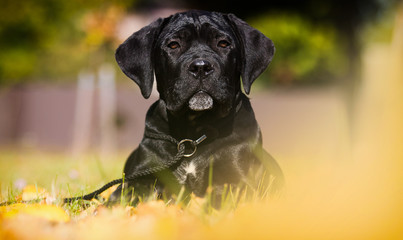 puppy on the grass in autumn, breed Cane Corso
