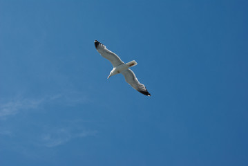 Möwe im Himmel