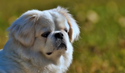 Pekingese comes from China and is undoubtedly one of the oldest dog breeds ever. He was bred only in the royal families and was of great value to them.