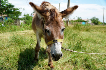 Funny donkey in the village