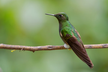 Fototapeta na wymiar Glowing Puffleg - Eriocnemis vestita, beautiful shy hummingbird from Andean slopes of South America, Wild Sumaco, Ecuador.