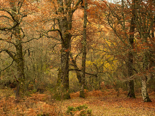 Beech with fallen leaves