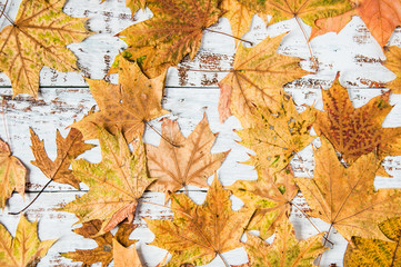 Autumn mood. Yellow, orange maple leaves on a wooden background. Lots of dry leaves and chestnuts. Natural materials.