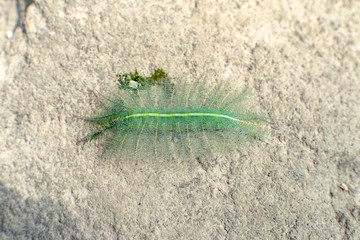 A single common Baron caterpillar hatches from underneath a leaf, as this is the specialized area...
