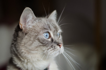 Domestic cat with blue eyes