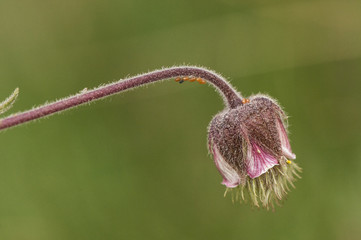 Geum rivale the water avens peculiar plant with very attractive flowers that grow in very humid...