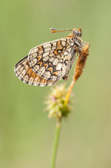 Melitaea cf parthenoides Meadow Fritillary beautiful butterfly photographed still sleeping in the dawn light