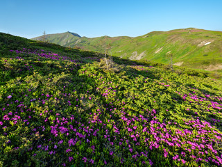 Obraz premium Pink rose rhododendron flowers on summer mountain slope