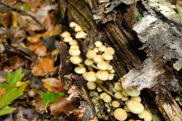 fungus in an autumn forest
