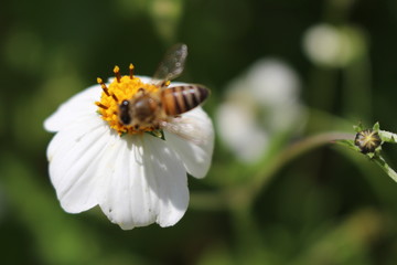 Abeja y flor